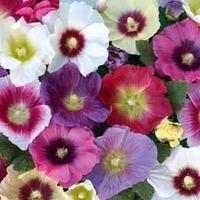 hollyhock halo mixed 1 packet 25 hollyhock seeds