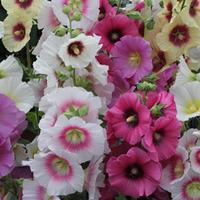 Hollyhock \'Good Golly Miss Holly\' - 1 packet (20 hollyhock seeds)