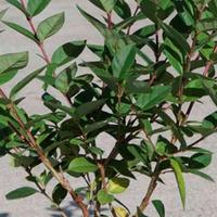 honeysuckle winter beauty large plant 1 x 35 litre potted honeysuckle  ...