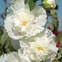 hollyhock chaters double icicle 1 packet 100 hollyhock seeds