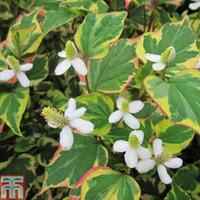 houttuynia cordata chameleon marginal aquatic 3 x 1 litre potted houtt ...