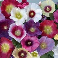 hollyhock halo mixed 5 hollyhock postiplug plants