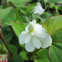 houttuynia cordata flore pleno marginal aquatic 3 x 9cm potted houttuy ...