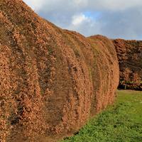 Hornbeam (Hedging) - 1000 bare root hedging plants