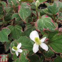 Houttuynia cordata \'Boo-boo\' (Marginal Aquatic) - 1 x 3 litre potted houttuynia plant