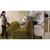 Horse Care and Stable Management Online Course