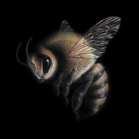 Honeybee By Dylan Floyd