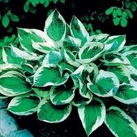 Hosta Wide Brim 3 Plants 1 Litre Pot