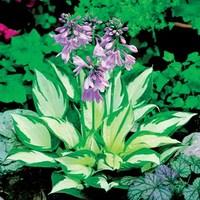 Hosta Fire & Ice 3 Plants 1 Litre Pot