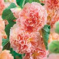 Hollyhock \'Peaches \'n\' Dreams\' - 10 hollyhock plug plants