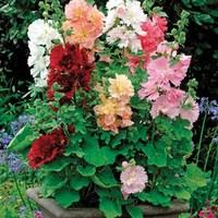 hollyhock spring celebrities 3 plants 1 litre