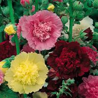 Hollyhock \'Chater\'s Mix\' (Seeds) - 1 packet (45 hollyhock seeds)