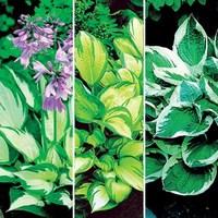 Hosta Harmony Collection 6 Large Plants