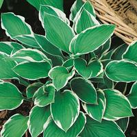 Hosta \'Francee\' - 2 hosta plan...