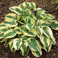 hosta wide brim 1 bare root hosta plant