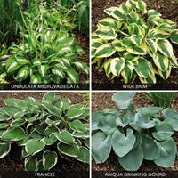 Hosta Collection - 4 bare root hosta plants - 1 of each variety