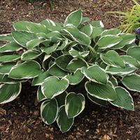 Hosta \'Francee\' - 1 bare root hosta plant