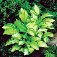 Hosta Great Expectations 6 Plants 1 Litre Pot