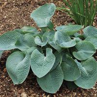 Hosta \'Abiqua Drinking Gourd\' - 1 bare root hosta plant