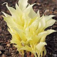 hosta white feather 2 bare root hosta plants