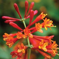 Honeysuckle \'Dropmore Scarlet\' - 2 honeysuckle plants in 9cm pots