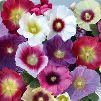 Hollyhock \'Halo Mixed\' (Seeds) - 1 packet (25 hollyhock seeds)