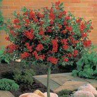 Holly \'Alaska\' (Standard Tree) - 1 Holly tree - SALE