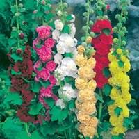 hollyhock mix 6 plants 1 litre