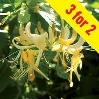 honeysuckle halls prolific lonicera japonica 3 plants 9cm pot