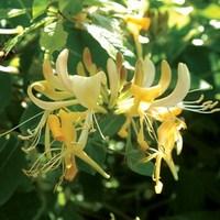 honeysuckle halls prolific lonicera japonica 1 plant 3 litre