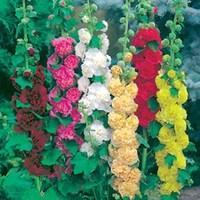 Hollyhock Mix 12 Jumbo Plants