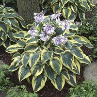 hosta wide brim pack x 3