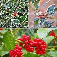 Hollybush collection - 3 vars x 1L