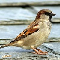 House Sparrow