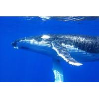 Humpback Whale Interaction Experience from Exmouth on Luxury Sailing Catamaran