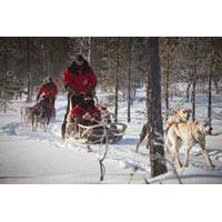 Husky Sled Ride from Luosto