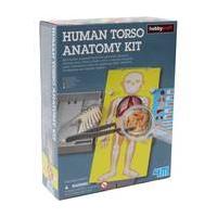 Human Torso Anatomy Kit