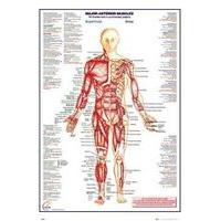 Human Body Poster