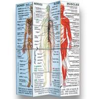 Human Body Learning Cube