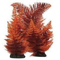 hugo kamishi broad leaf red fern 13cm