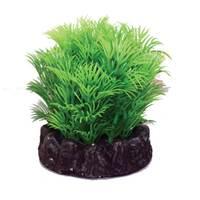 Hugo Kamishi Hornwort 8cm