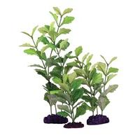 Hugo Kamishi Shinnersia Rivularis Silk Plant 20cm