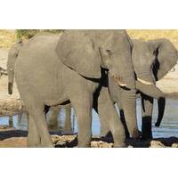 Hwange Day Trip From Victoria Falls