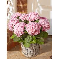 Hydrangea Patio Basket