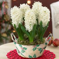 Hyacinth \'White Pearl\' Basket - Gift - 1 x Hyacinth \'White Pearl\' Basket