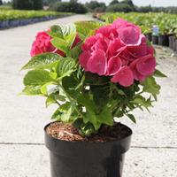 hydrangea macrophylla red baron large plant 1 x 10 litre potted hydran ...