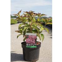 Hydrangea macrophylla \'Mirai\' (Large Plant) - 2 x 10 litre potted hydrangea plants