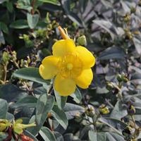 Hypericum \'Hidcote\' (Large Plant) - 3 x 3.5 litre potted hypericum plants