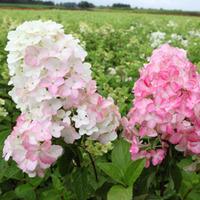 Hydrangea paniculata \'Fraise Me...