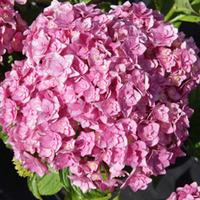 Hydrangea macrophylla \'Forever & Ever - Together\' (Large Plant) - 1 x 10 litre potted hydrangea plant